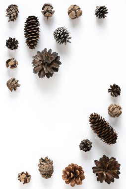 Beyaz arka planda çeşitli konilerin toplanması. Kış tatilleri için minimalist doğal arka plan: Noel ya da Yeni Yıl. Üst görünüm, alanı kopyala.