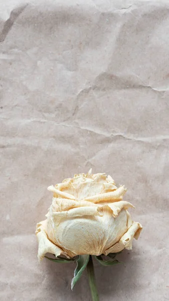 Uma Flor Rosa Branca Seca Pano Fundo Papel Kraft Amassado — Fotografia de Stock