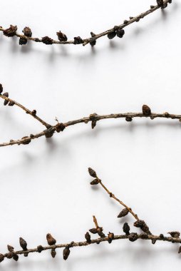 Beyaz arka plandaki kuru tarla kuşlarının doğal arka planı. Üst manzara, düz uzanma.