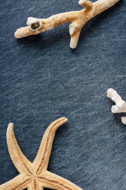 Deniz mercanı ve kurumuş deniz yıldızı fotokopi uzayıyla çizilmiş arka plan.