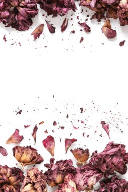 Beyaz arka planda kurumuş kırmızı amber çiçeği yaprakları. Selamlama veya davet kartı, üst görünüm, düz uzanma, kopyalama alanı.