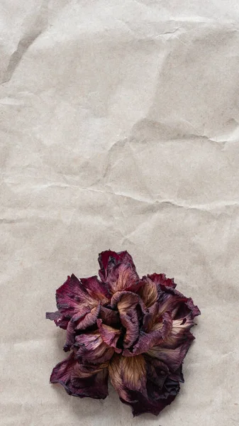 Uma Rosa Vermelha Seca Flor Hibisco Fundo Papel Kraft Amassado — Fotografia de Stock