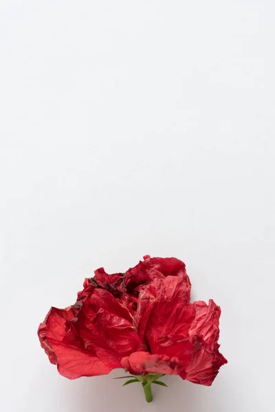 Flor Hibisco Vermelho Sobre Fundo Branco Fundo Minimalista Com Espaço — Fotografia de Stock
