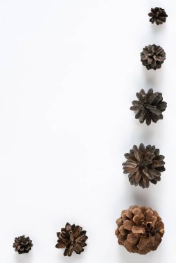 Beyaz arka planda çeşitli konilerin toplanması. Kış tatilleri için minimalist doğal arka plan: Noel ya da Yeni Yıl. Üst görünüm, alanı kopyala.