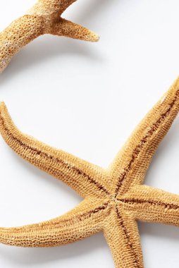 Beyaz arka planda mercan ve kurumuş deniz yıldızı. Kopya alanı ile doğal deniz temalı arkaplan.