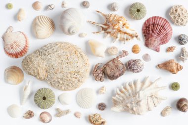 Beyaz arka planda çeşitli deniz kabukları. Kopya alanı ile doğal deniz temalı arkaplan.