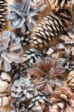 Çeşitli kurumuş külahlarla doğal arka plan. Çam, ladin, selvi ve karaçam kozalakları ahşap bir arka planda.