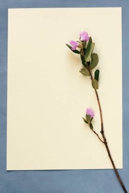 Sarı desenli bir kağıdın arka planında leylak biberiyesi çiçeği. Kopya alanı olan tebrik kartı için bahar arkaplanı.