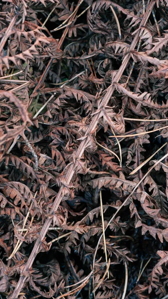 Folhas Outono Samambaia Secado Fecham Fundo Texturizado Natural — Fotografia de Stock
