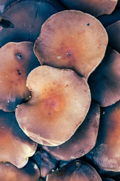 陈旧不堪的棕色秋天蘑菇的特写 自然抽象的纹理背景 — 图库照片