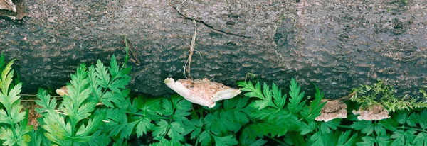 Velho Tronco Musgoso Floresta Close Com Cogumelos Folhas Verdes Fundo — Fotografia de Stock