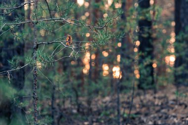 Sunset or sunrise in the autumn pine forest. Sunbeams shining through the haze between pine trunks.