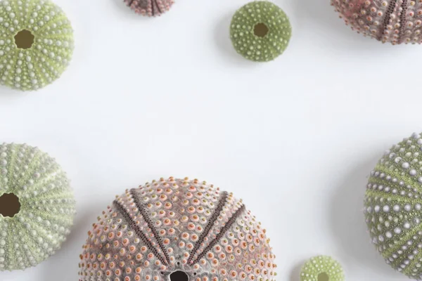 Multi Colored Shells Sea Urchins Folded Frame Mock Scene Copy —  Fotos de Stock