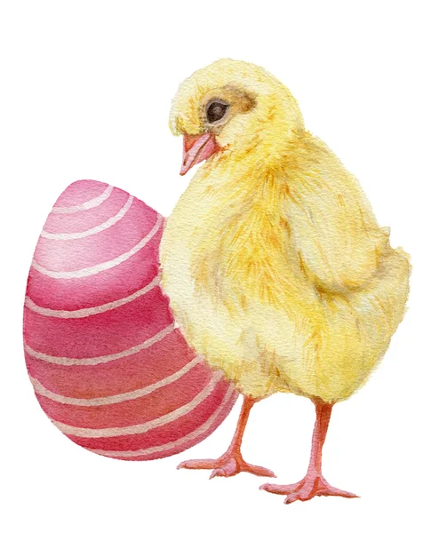 Huevo de Pascua con pollo. Ilustración en acuarela . —  Fotos de Stock