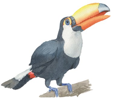 Tukan. Suluboya resim.