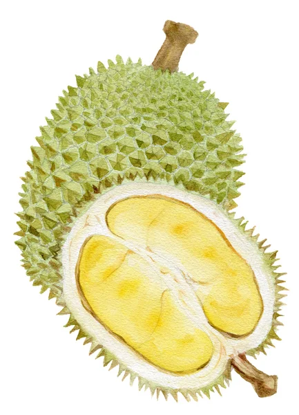 Durian. Ilustrasi warna air — Stok Foto