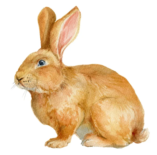 Brown rabbit. Watercolor illustration. — Stock Photo, Image