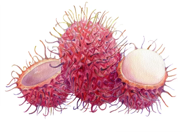 Jagodzian Rambutan. Akwarela ilustracja. — Zdjęcie stockowe