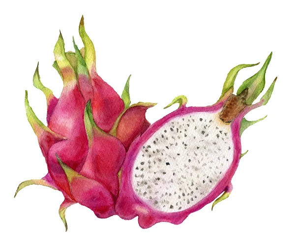 Dragon fruit. Watercolor illustration. — Stock Photo, Image
