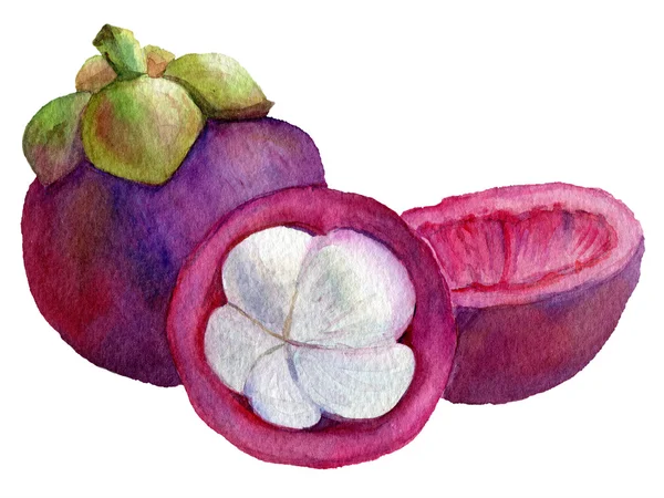 Mangosteen. Suluboya resim.