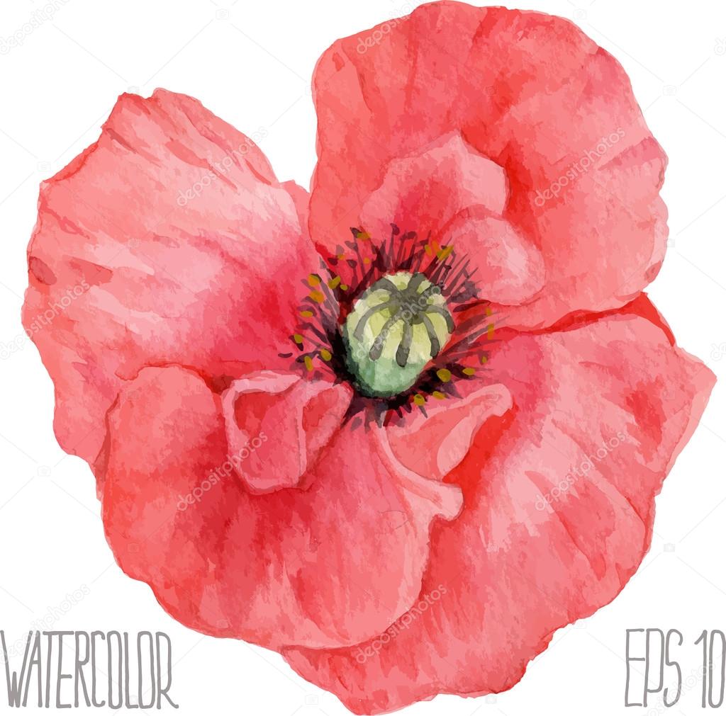 Poppy flower. Vector watercolor illustration
