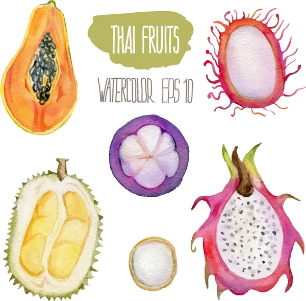 Thai fruits. Vector watercolor illustration. — Stock Vector
