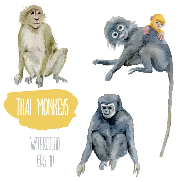 Thajské opic. Vektorové ilustrace akvarel. — Stockový vektor