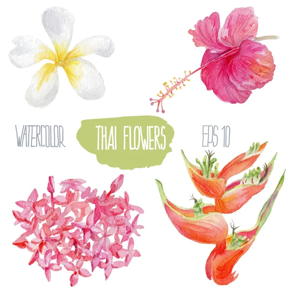 Thaise bloemen. Aquarel vectorillustratie. — Stockvector