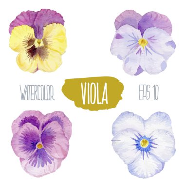 Renkli viyola. Vektör suluboya resim.