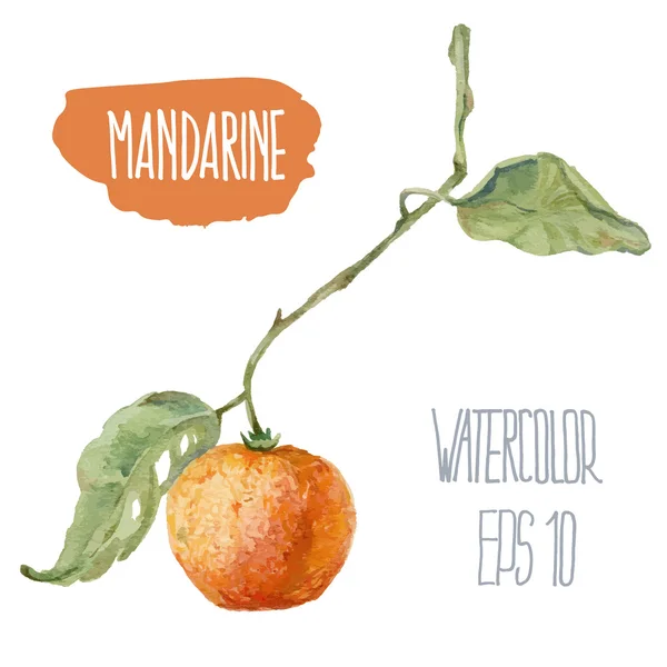 Mandarino con ramo. Illustrazione acquerello vettoriale . — Vettoriale Stock