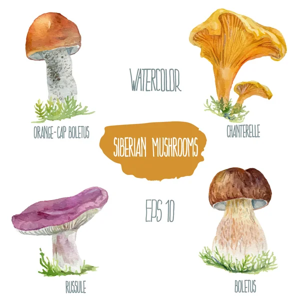 Sibirya mantar. Vektör suluboya resim.