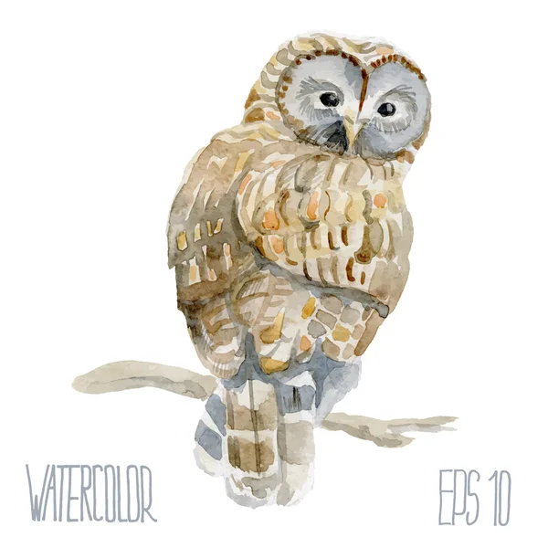 Ural baykuş. Vektör suluboya resim.