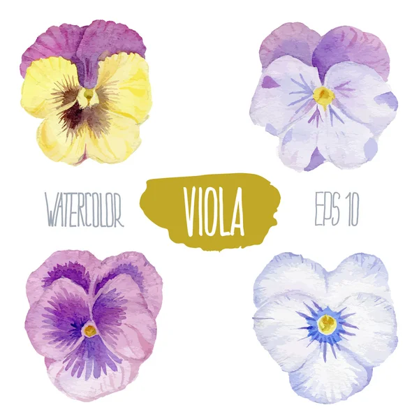 Viole colorate. Illustrazione acquerello vettoriale . — Vettoriale Stock