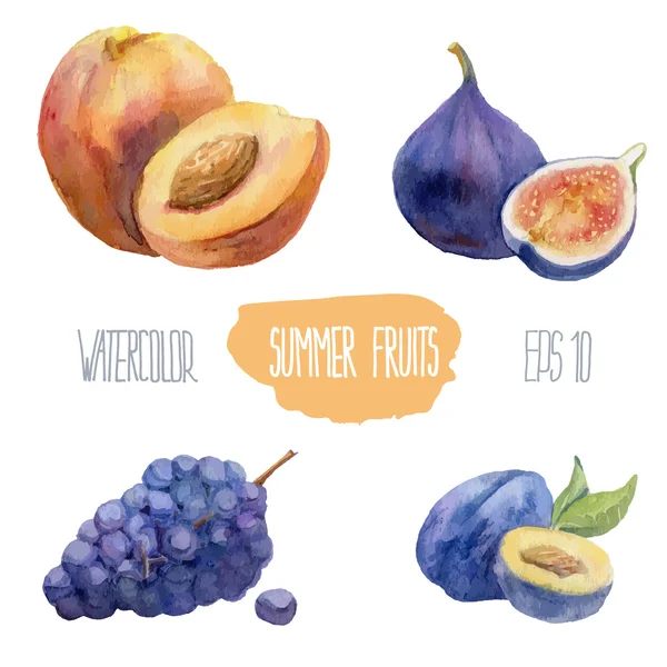 Yaz meyve. Vektör suluboya resim.