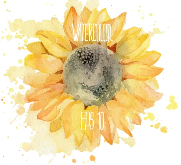 Ayçiçeği ile splahes. Vektör suluboya resim.