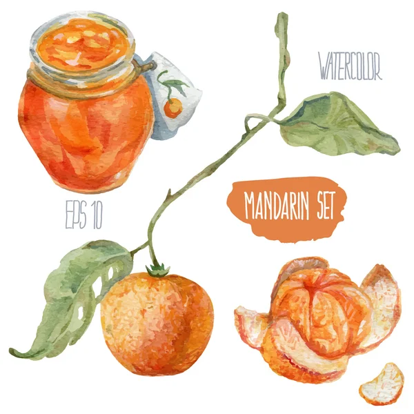 Mandalina küme. Vektör suluboya resim.