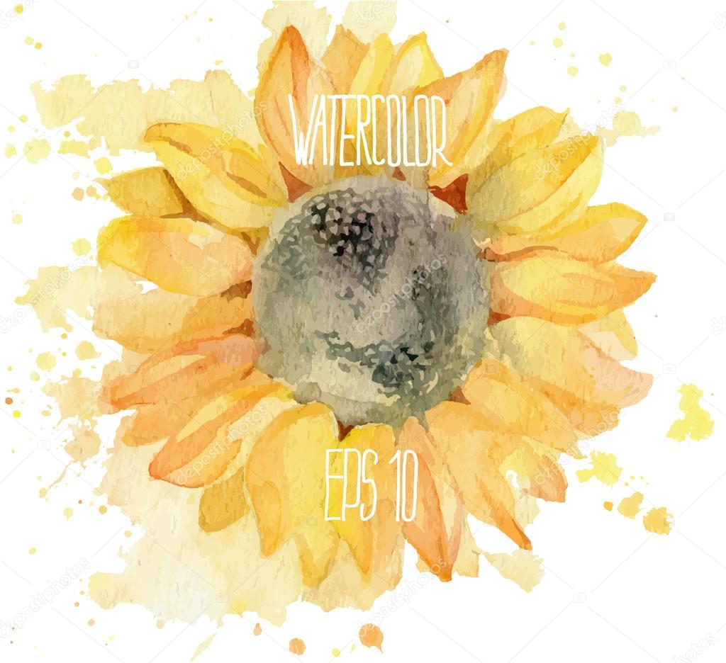 Sunflower with splahes. Vector watercolor illustration.