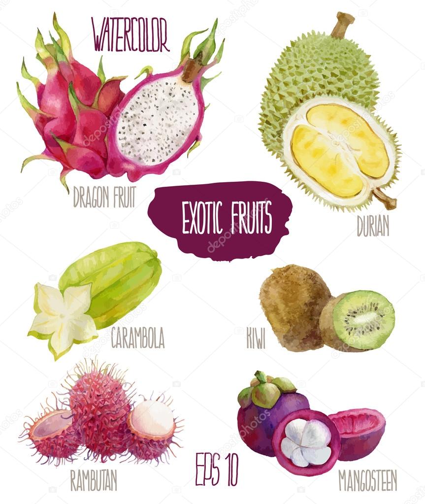 Exotic fruits. Vector watercolor illustration.