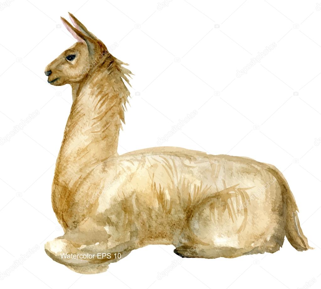 Lying llama. Vector watercolor illustration.