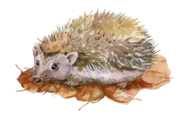 Kirpi sonbahar yaprakları ile. Suluboya resim.