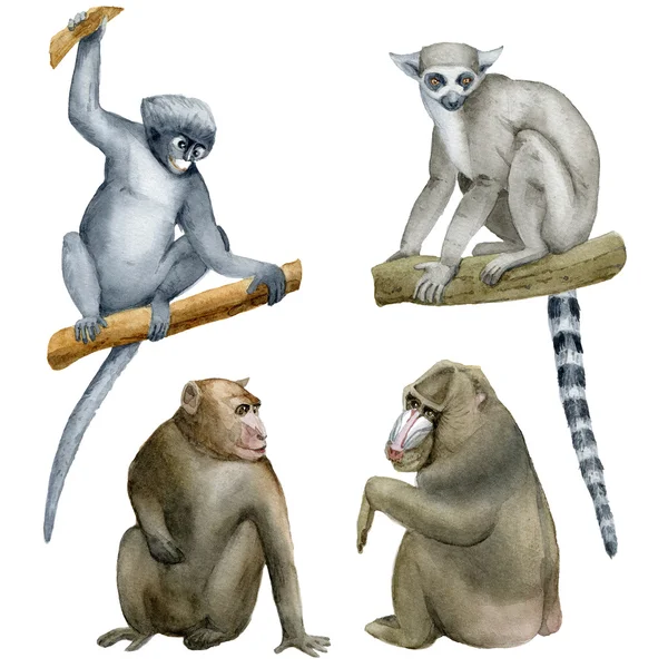 원숭이의 컬렉션입니다. 수채화 그림. — 스톡 사진
