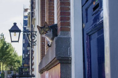 Amsterdam 'da pencerede oturan mutlu şehir kedisi
