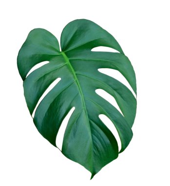 Canavar, izole edilmiş büyük bir canavar.