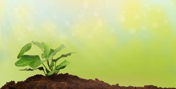 Genç filiz. Yerden yemyeşil bir arka planda güneş ışınlarıyla filizlenen filizler..