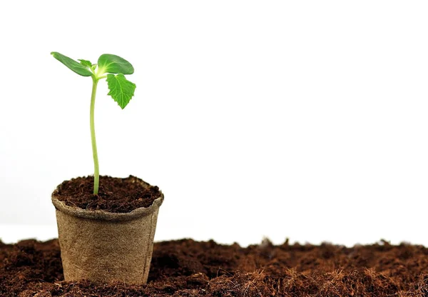 Genç yeşil filiz, yakından. Çevre dostu, katlanabilir, fotokopi alanı olan bir tencerede. Tohumlar ilkbaharda güneşin altında büyüdü. Yeni hayat konsepti. Yeni ekme mevsimi, bitki yetiştirme..