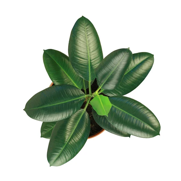 Ficus elastica bitkisi beyaz tencerede izole edilmiş.