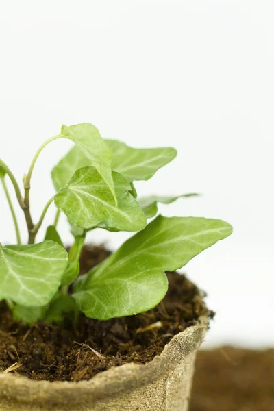 Genç yeşil filiz, yakından. Çevre dostu, katlanabilir, fotokopi alanı olan bir tencerede. Tohumlar ilkbaharda güneşin altında büyüdü. Yeni hayat konsepti. Yeni ekme mevsimi, bitki yetiştirme..
