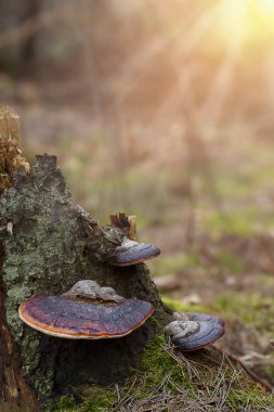 Mantarlar ormandaki bir ağaç kütüğünde yetişir. Güneşli aydınlık bir gün. Orman manzarası. Mantar fotoğrafı..