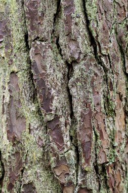 Ağaç kabuğu. Ağaç kabuğu ve yosun. Yeşil ağaç kabuğu.