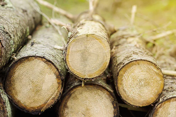 Kesilmiş ağaç. Ağaç kes, yakacak odun ve kütük kes. Ormanda kesilmiş bir ağaç..